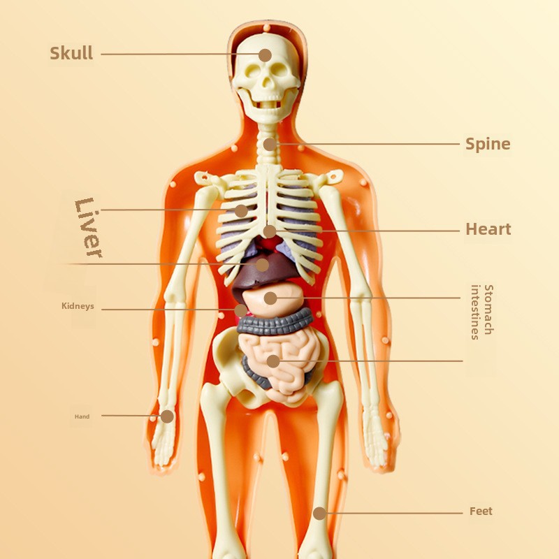 Human Body Anatomy Display Set - Early Science STEM Toy
