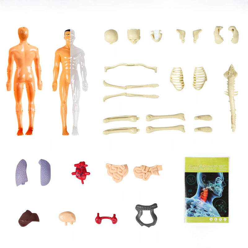 Human Body Anatomy Display Set - Early Science STEM Toy