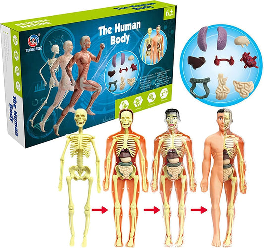 Human Body Anatomy Display Set - Early Science STEM Toy