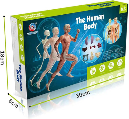 Human Body Anatomy Display Set - Early Science STEM Toy