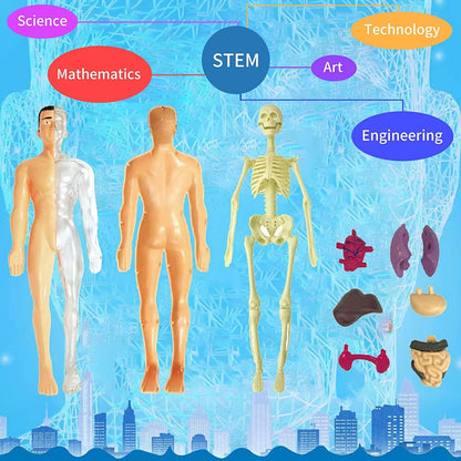 Human Body Anatomy Display Set - Early Science STEM Toy